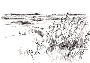 Black and white sketch of a grassy marshland with tall plants in the foreground and fields, water, and distant trees in the background under an open sky. The drawing uses loose, expressive lines.