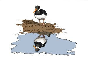 A black and white bird with an orange beak stands on a patch of muddy ground, gazing down at its reflection in a clear blue puddle of water.